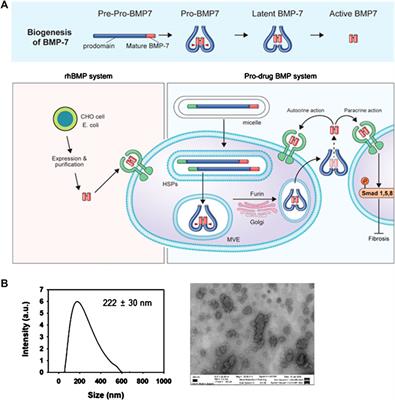 Micellized Protein Transduction Domain-Bone Morphogenetic Protein-7 Efficiently Blocks Renal Fibrosis Via Inhibition of Transforming Growth Factor-Beta–Mediated Epithelial–Mesenchymal Transition